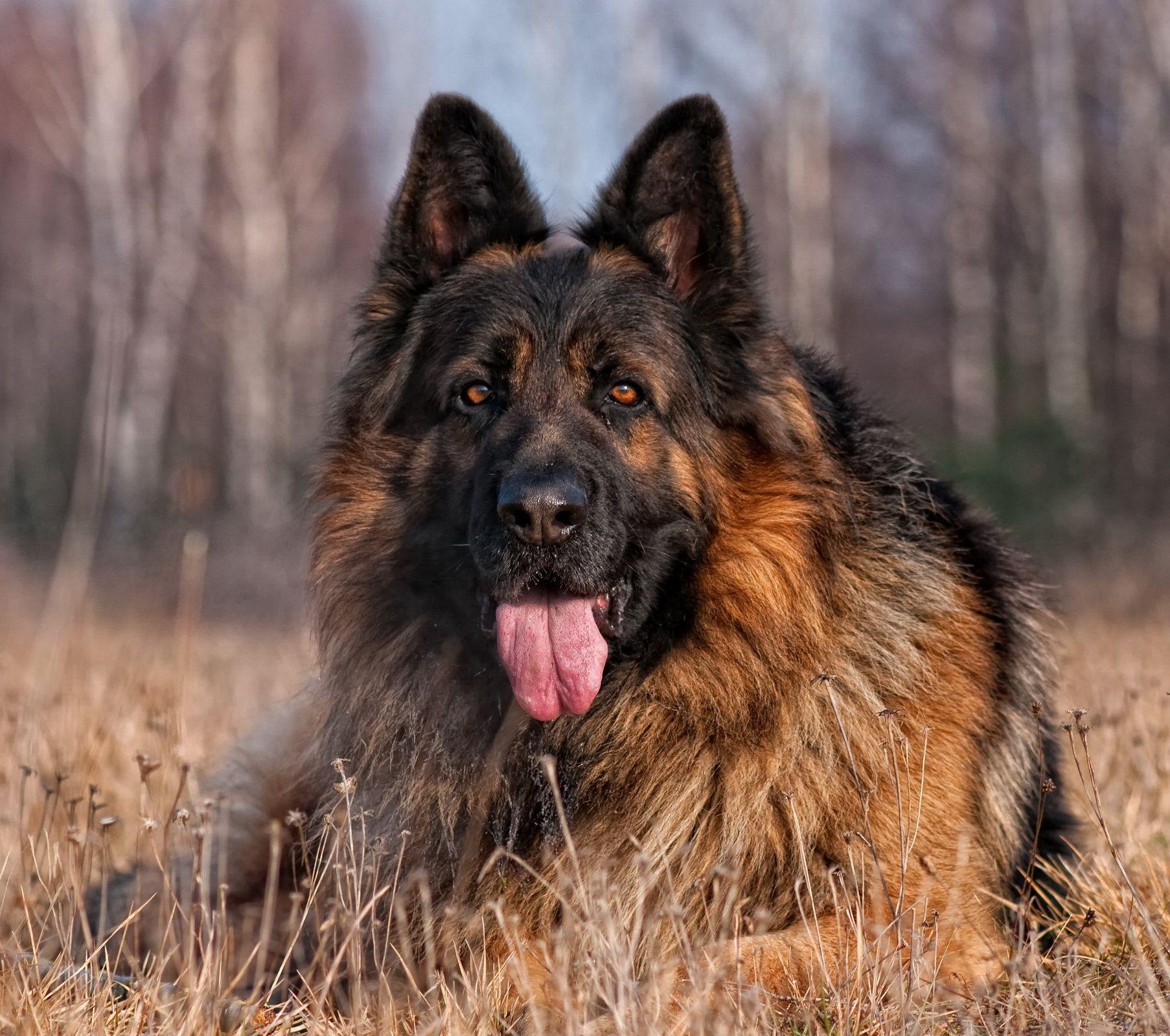 Loyal German Shepherd. Lovely Animals. German