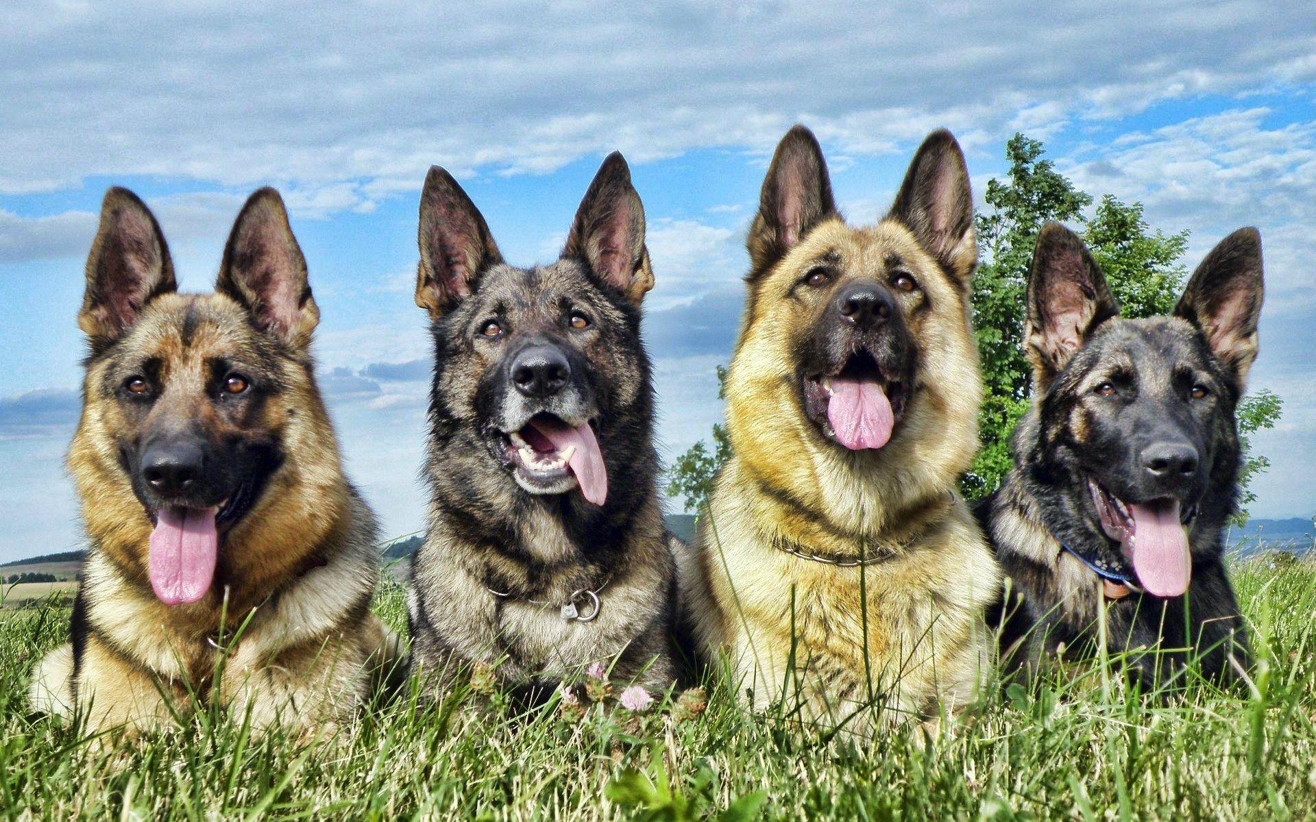 German Shepherd Wallpaper. HD Dogs Wallpaper