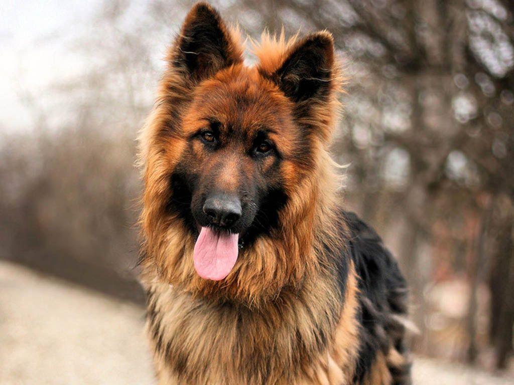 Incredible Facts about German Shepherds