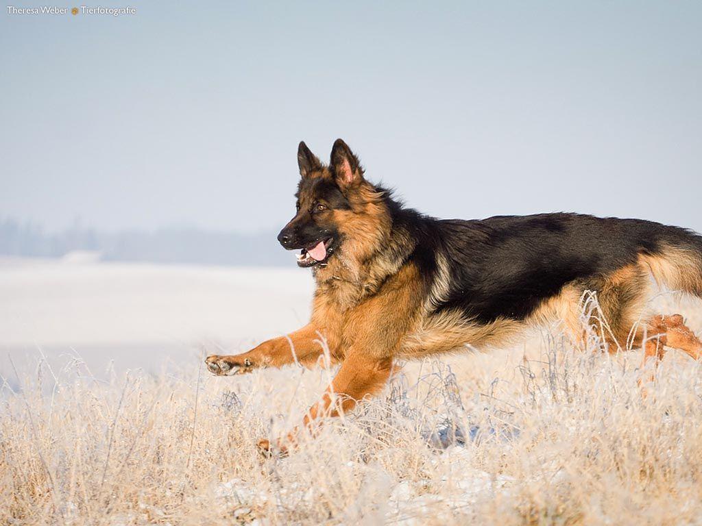 germanshepherdphotos. German