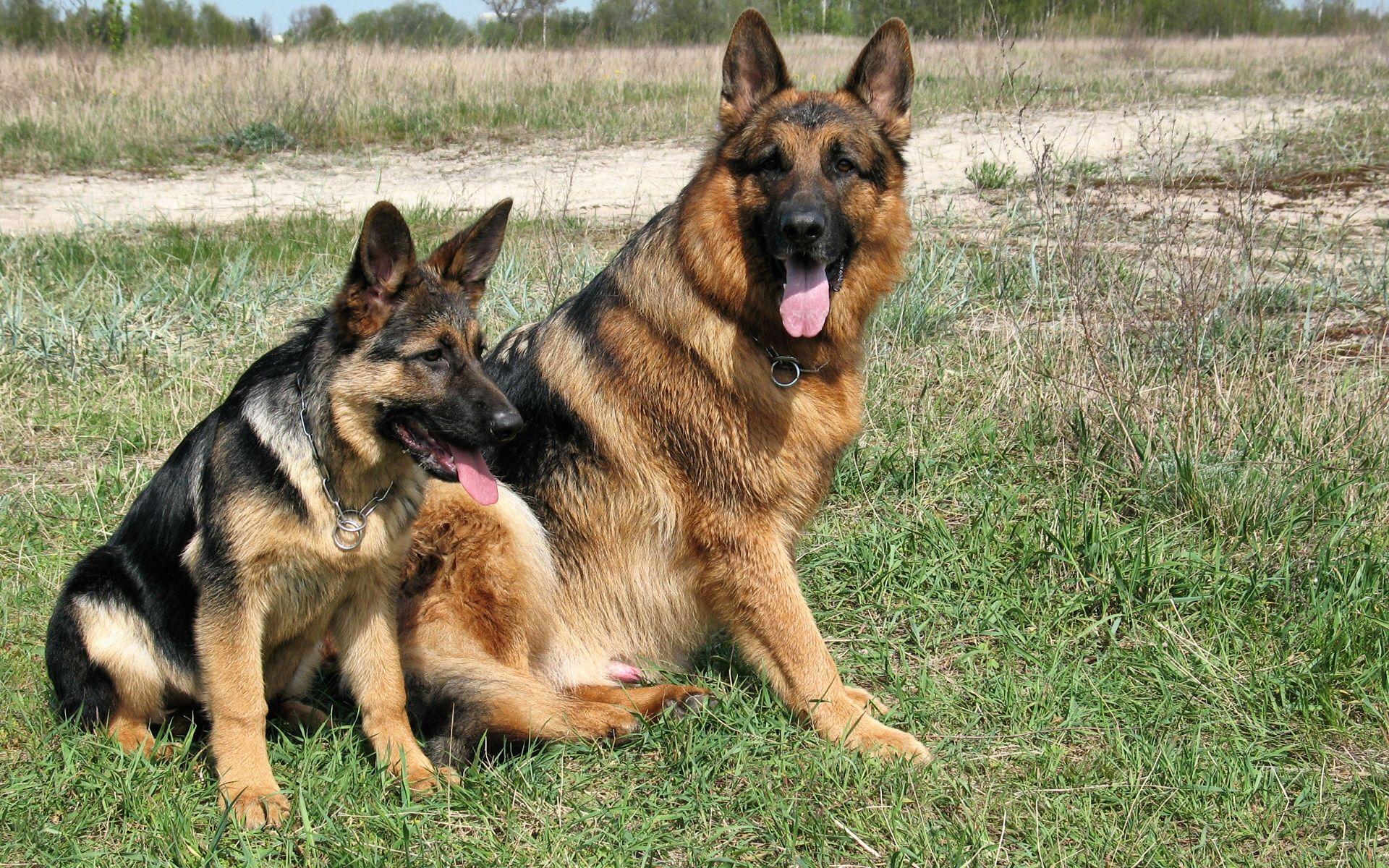 German Shepherd. Help Change The World. The Future Of The County