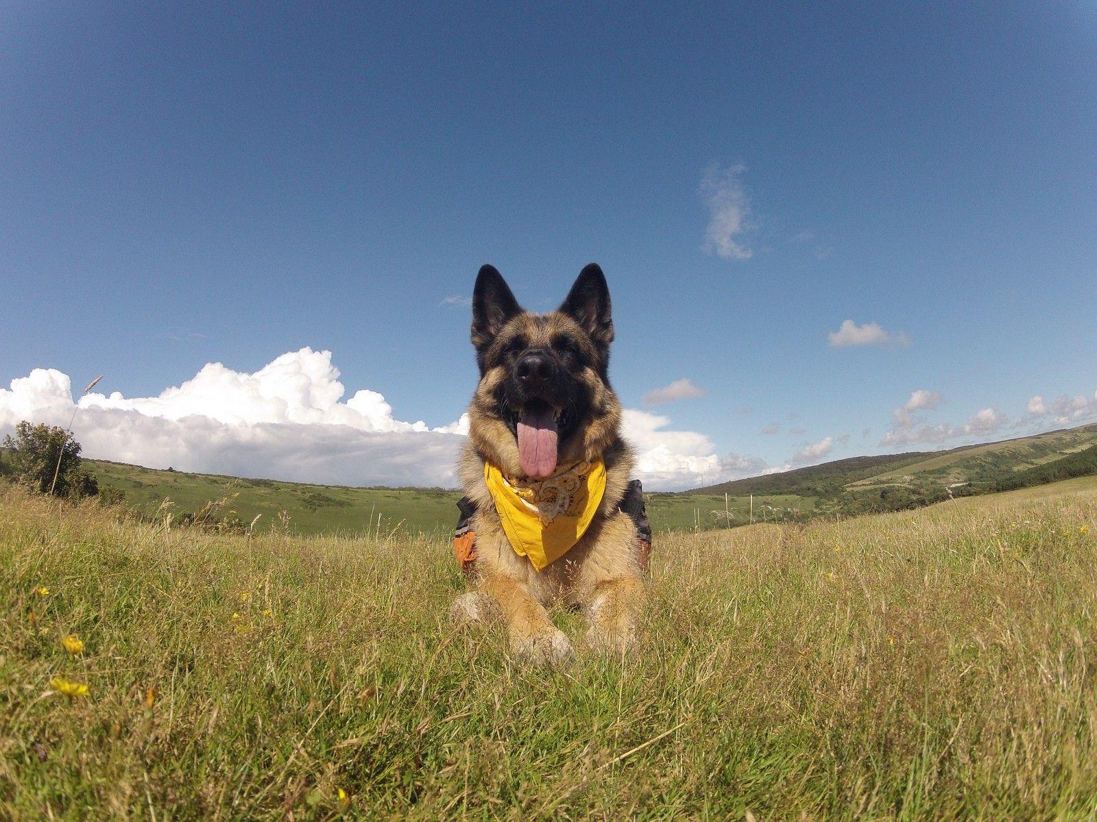 Dog: Protection German Shepherd Police War Dogs Wallpaper HD 1080p