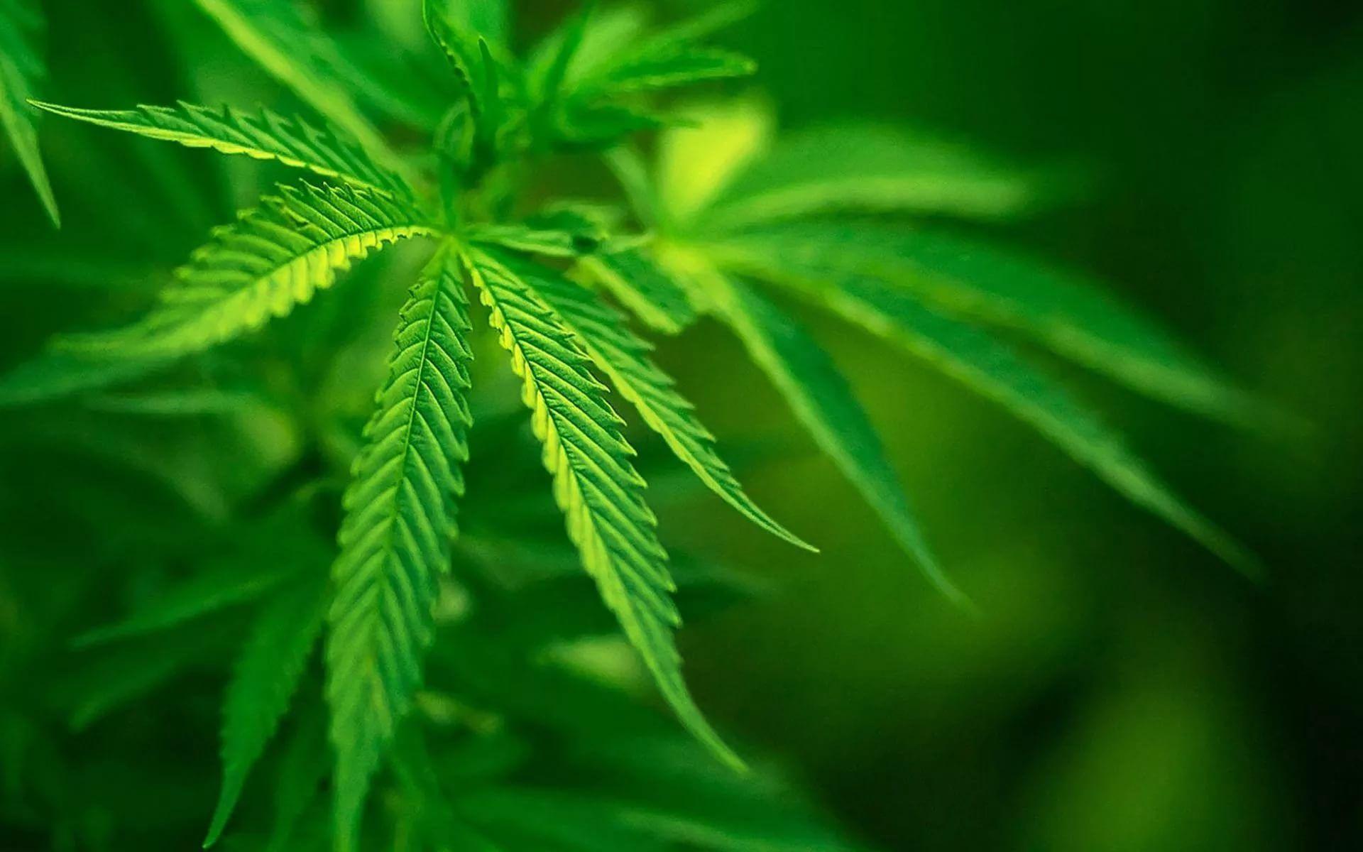 Marijuana HD Wallpaper free