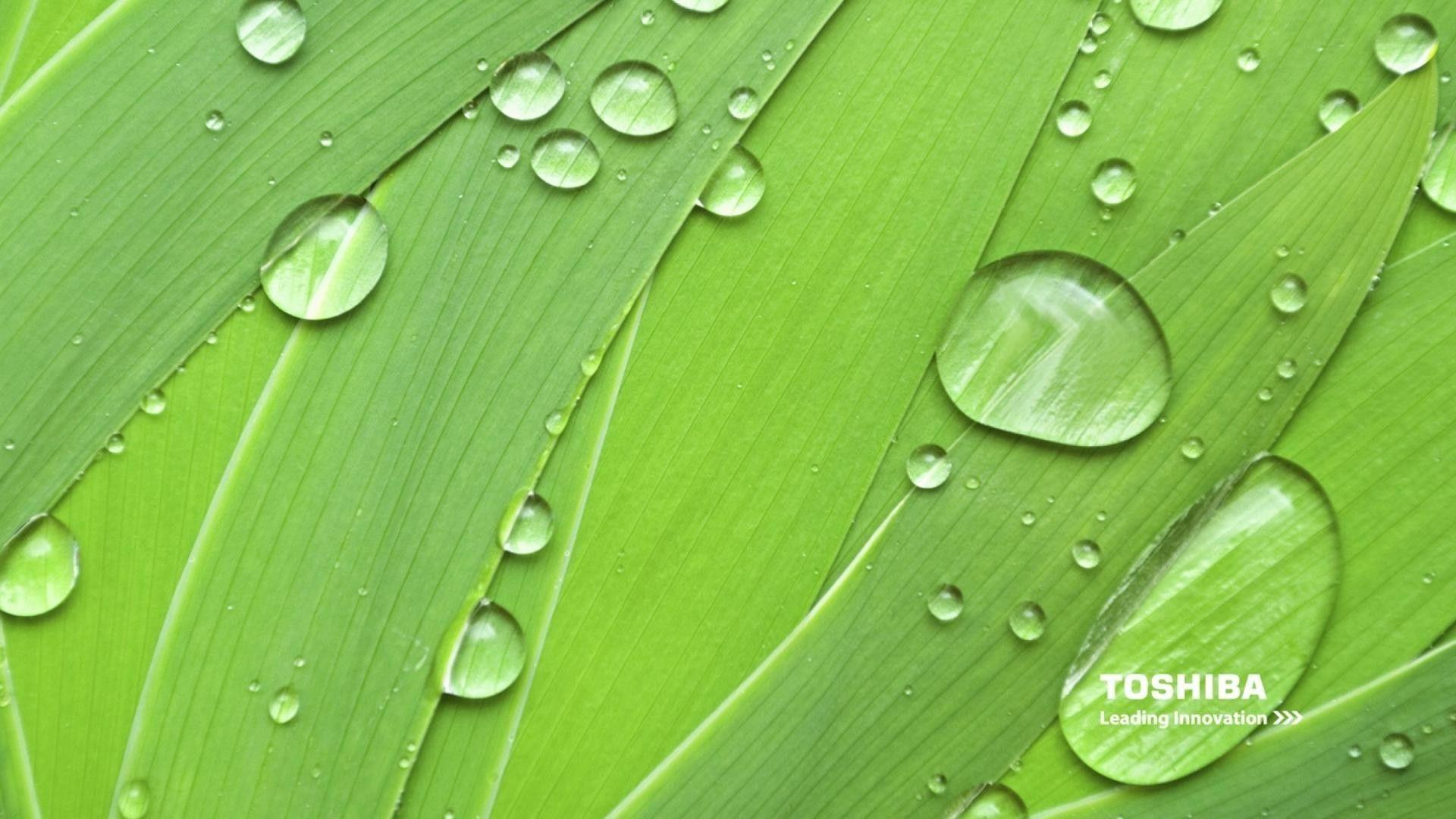 Toshiba Wallpaper Windows 81