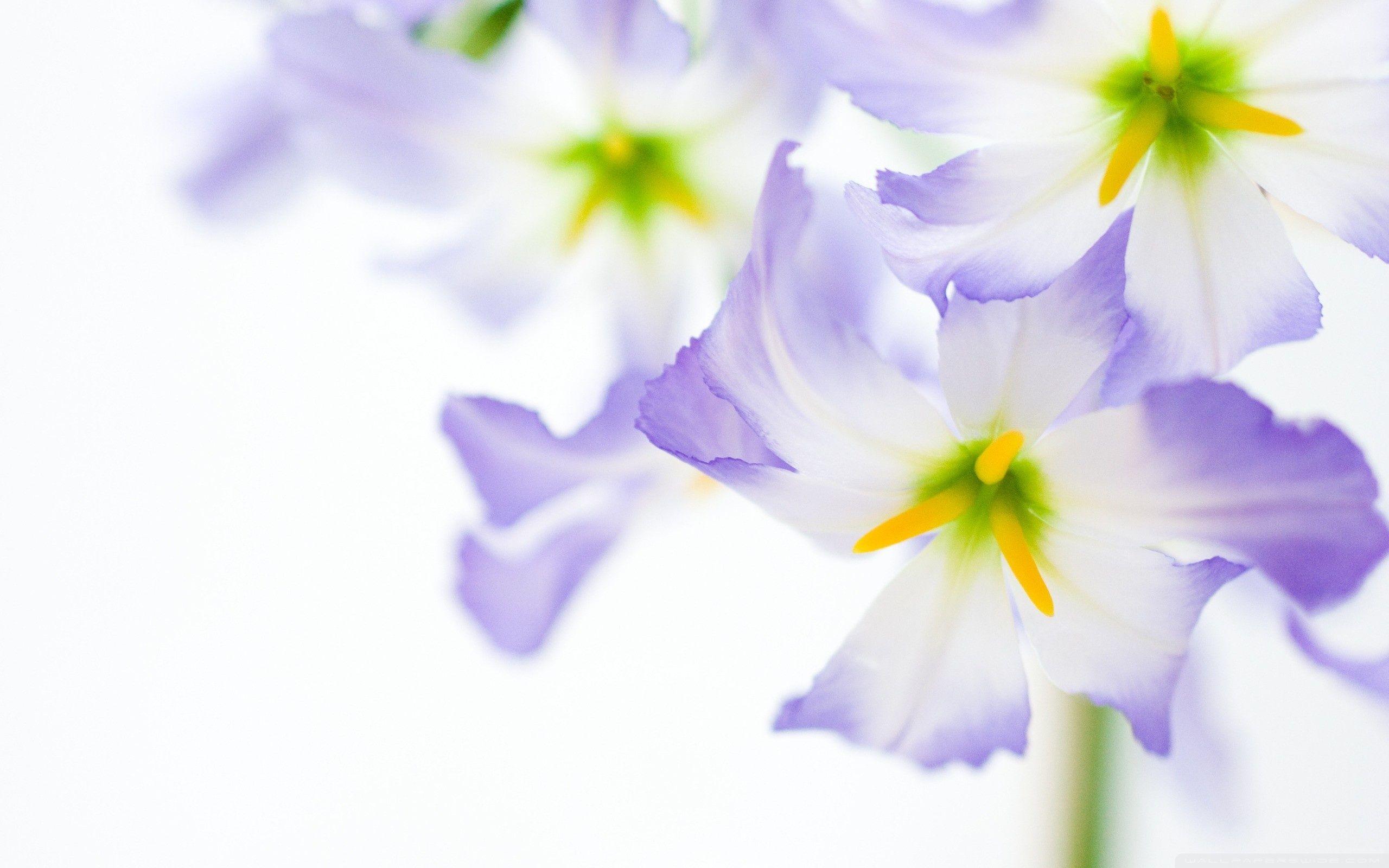 Flowers On White Background ❤ 4K HD Desktop Wallpaper for 4K Ultra