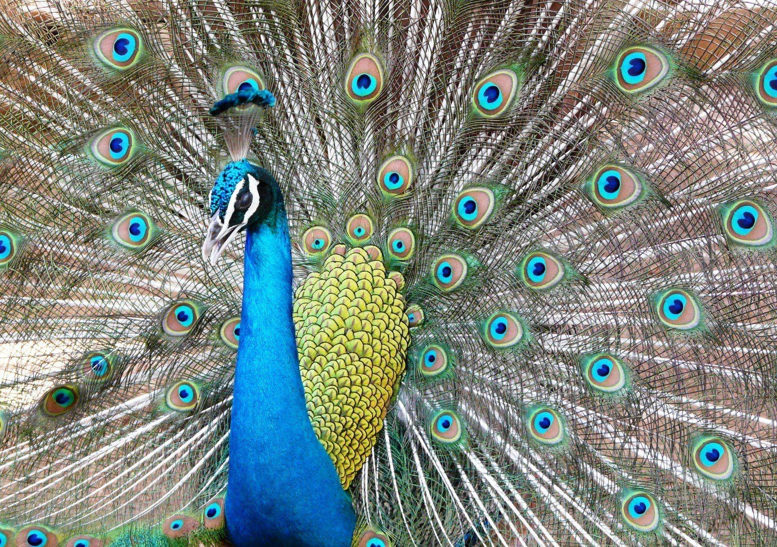 wallpapernatureandvintage: Koleksi Foto Burung Merak Tercantik