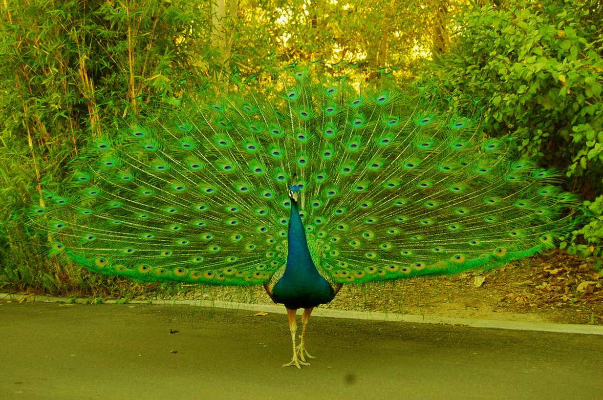 Interesting Wallpaper: Exotic Bird, Peacock or Burung Merak
