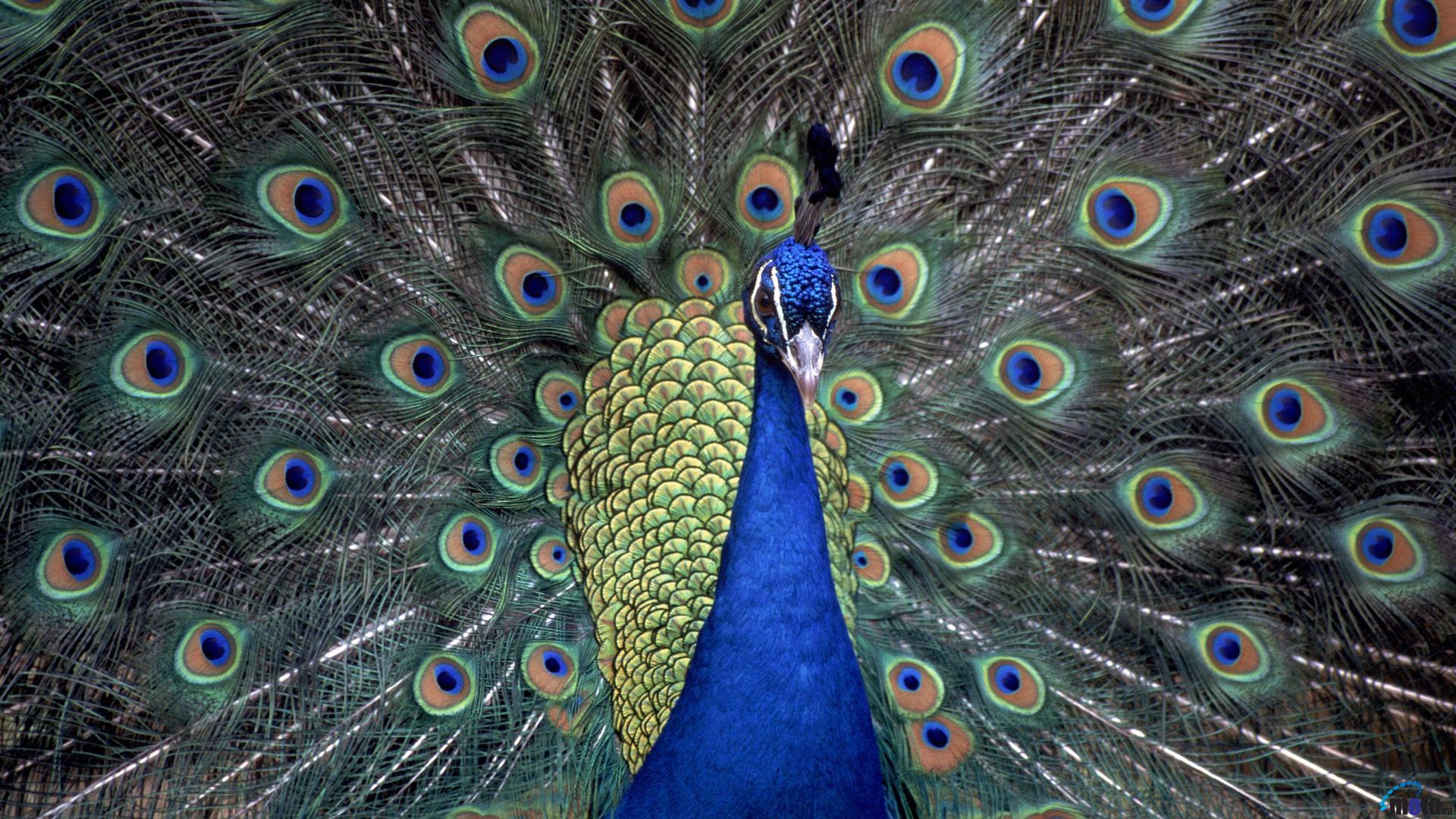 Peacock High Definition Wallpaper Free Download