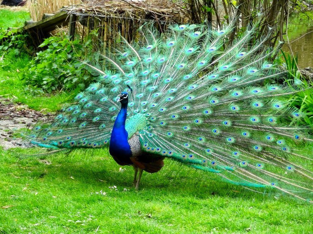 Burung Merak India. Burung. India, Colorful birds and Bird