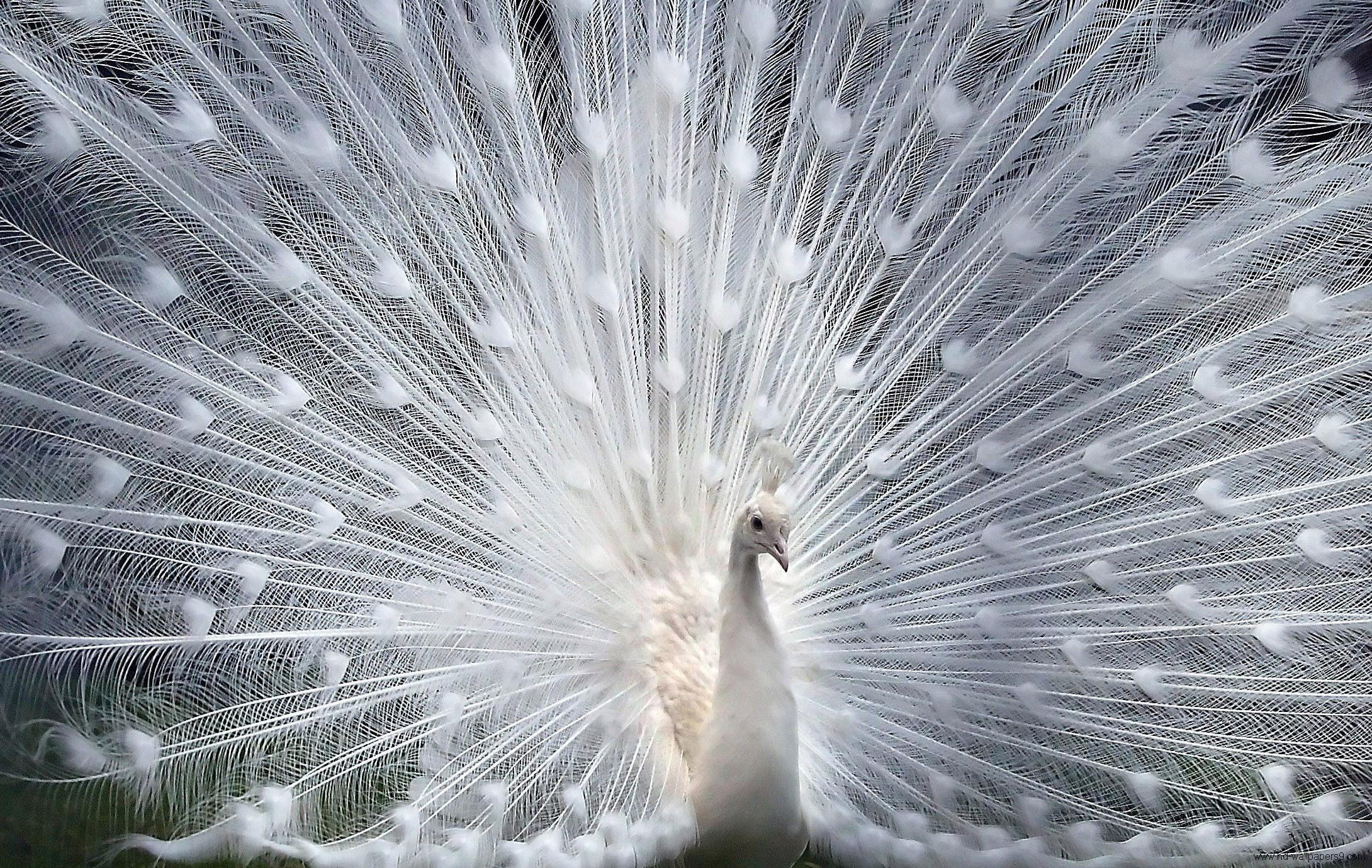 Desktop peacock bird image gallery