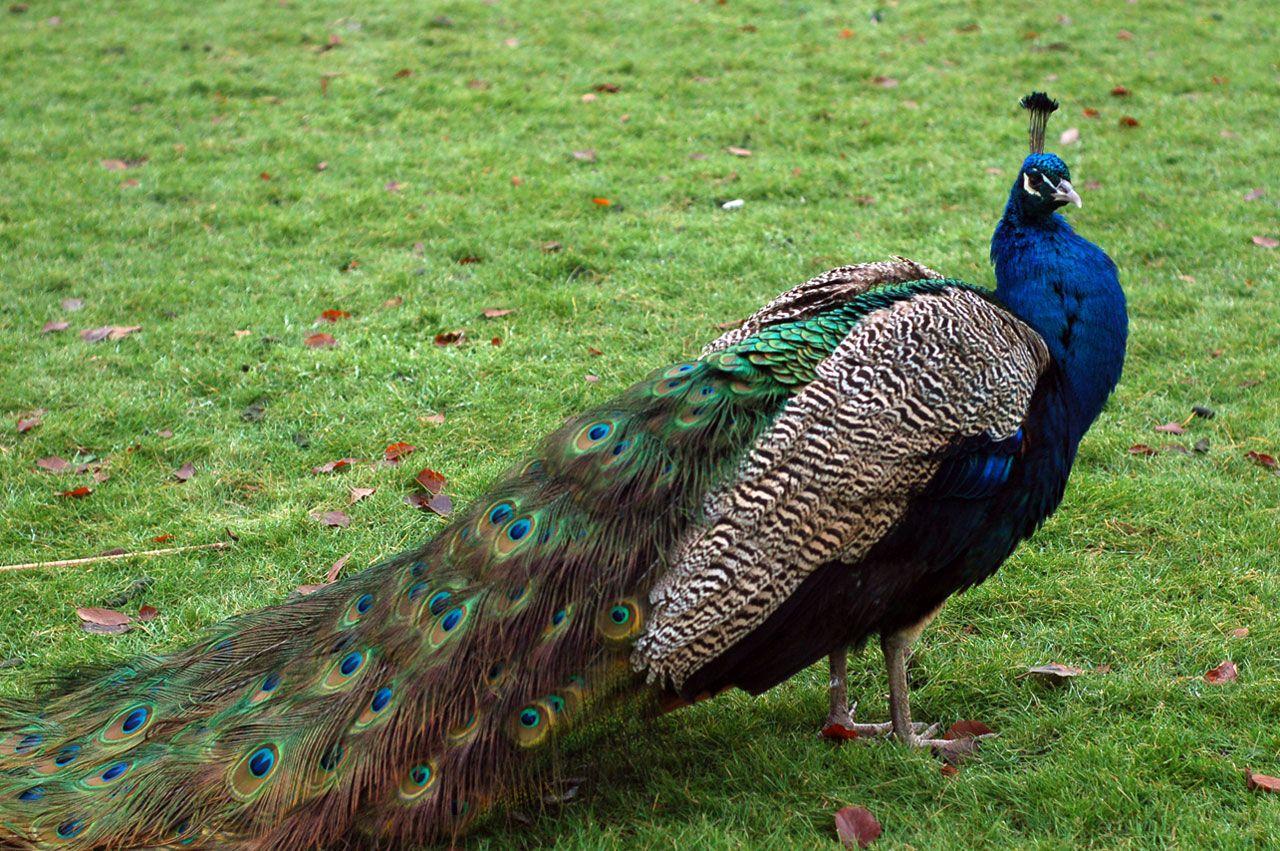 Peacock National Bird Of India. Latest HD Wallpaper