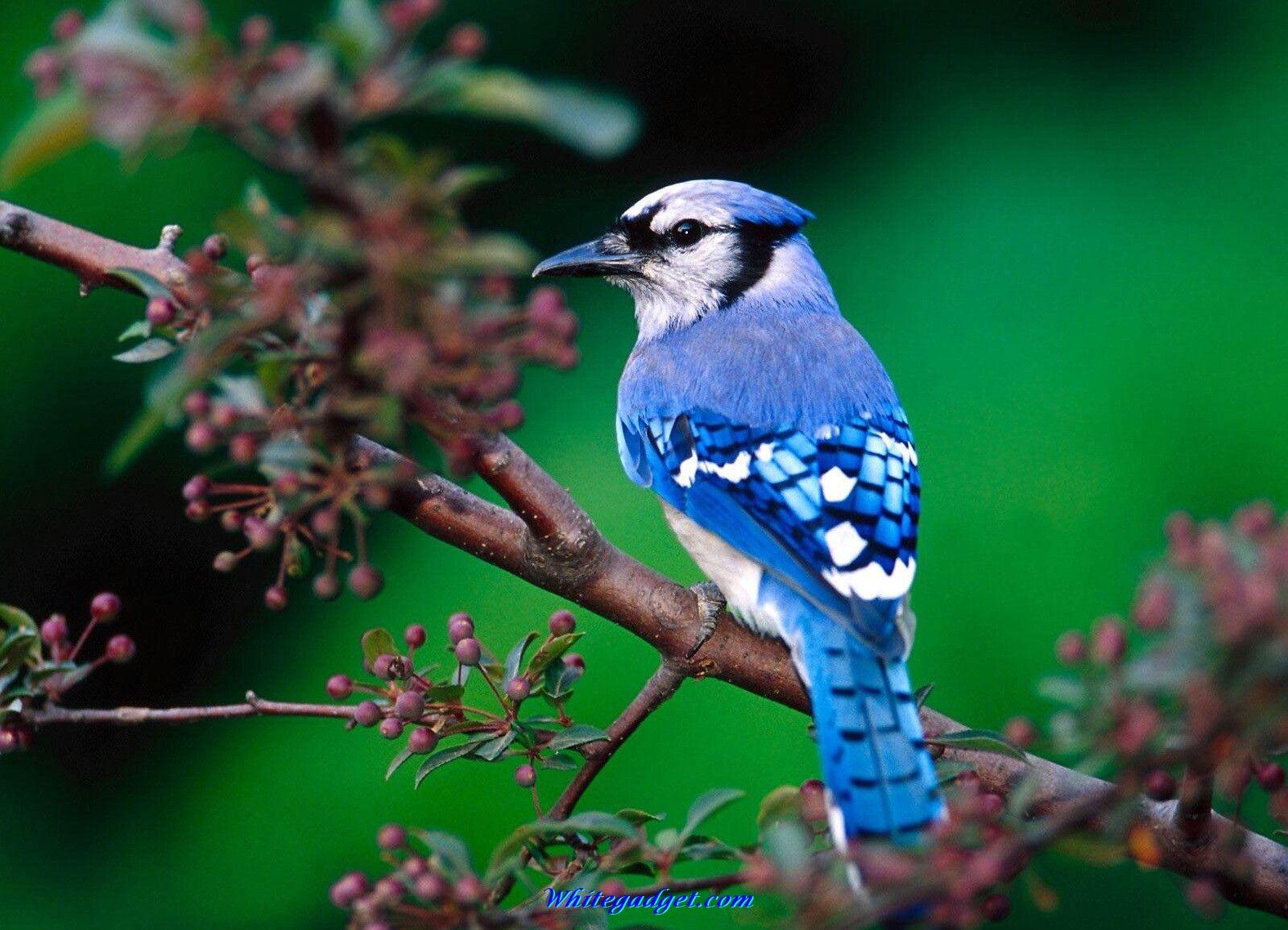 Latest Wallpaper Birds