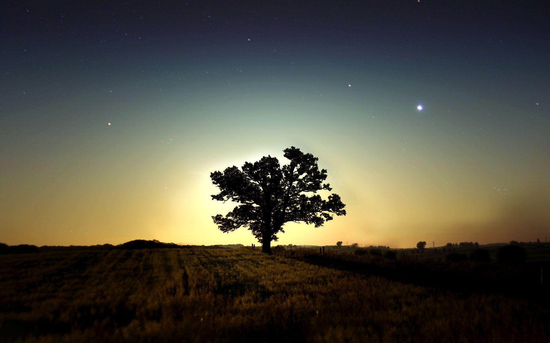 Tree at Night HD PC Wallpaper 4364