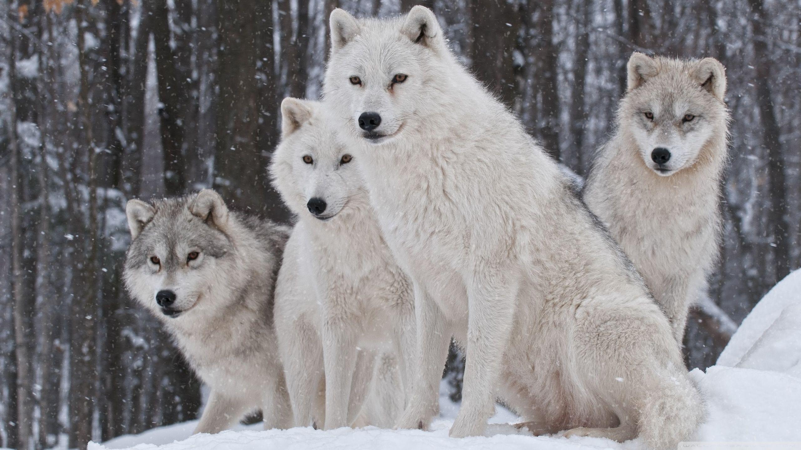 cool White Wolves. Big Bad Wolf. White wolf, Wolf, Wolf wallpaper
