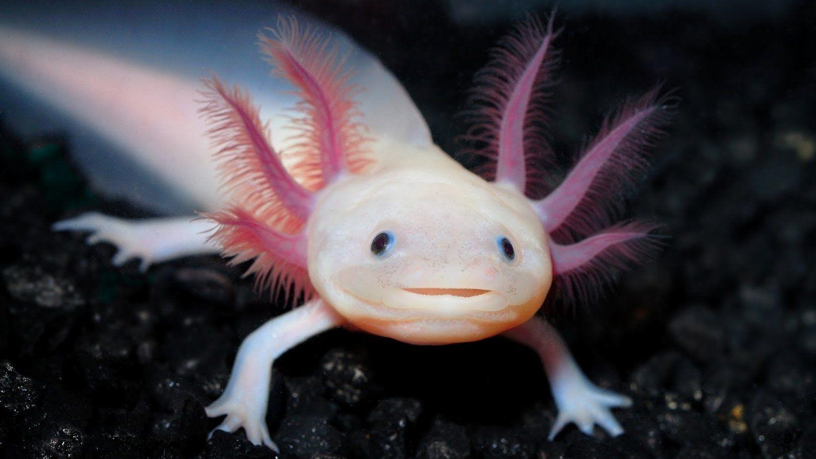 Axolotl Wallpapers - Wallpaper Cave