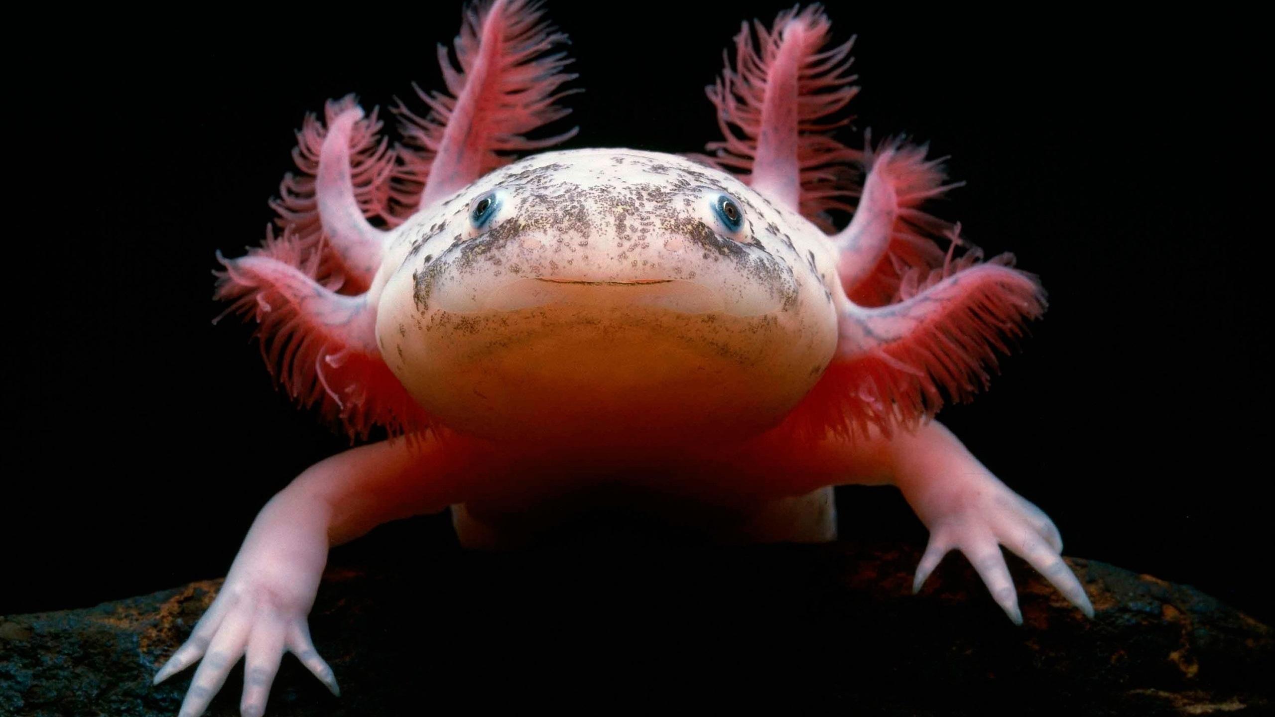 Axolotl Wallpapers Wallpaper Cave