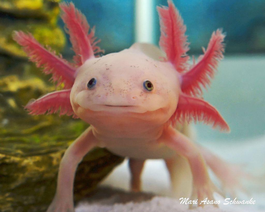 Axolotl Wallpapers Wallpaper Cave