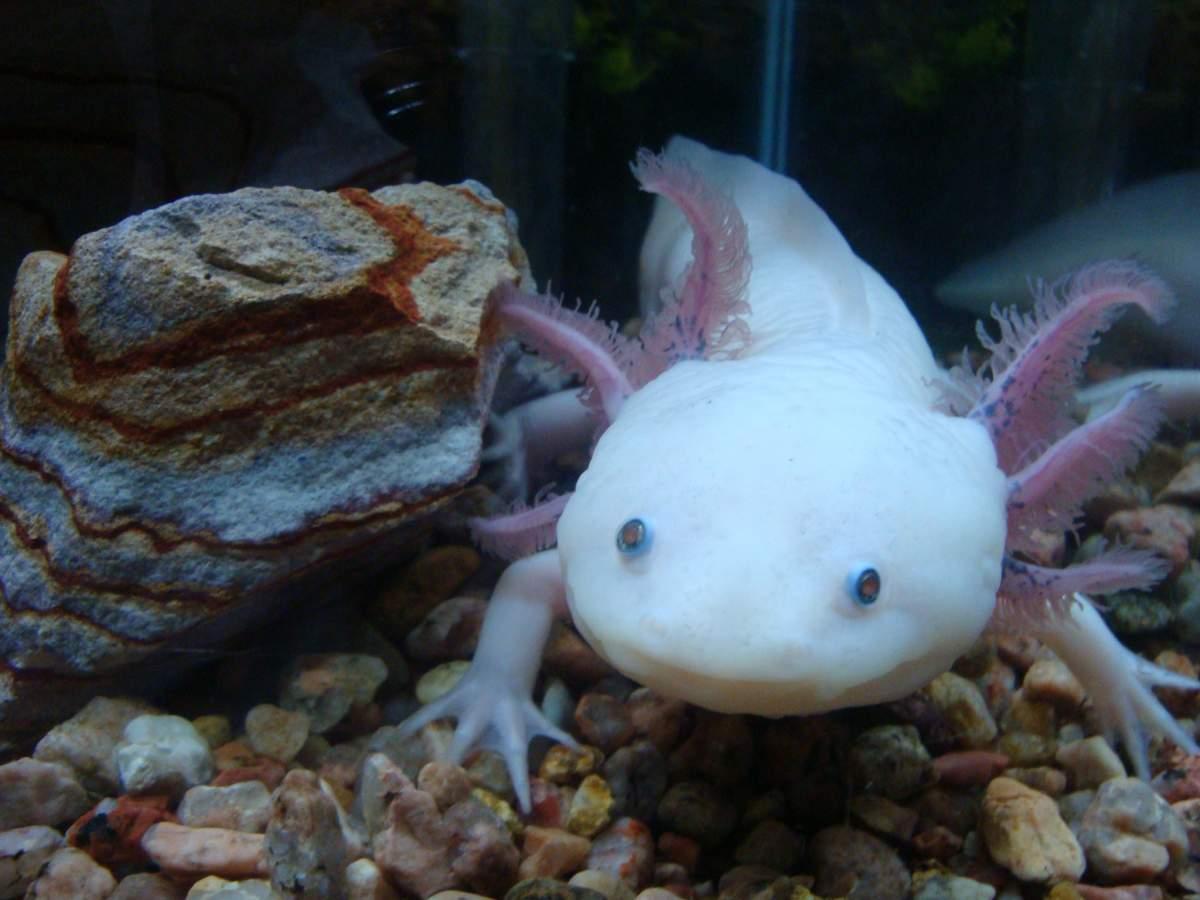 Axolotl Wallpaper