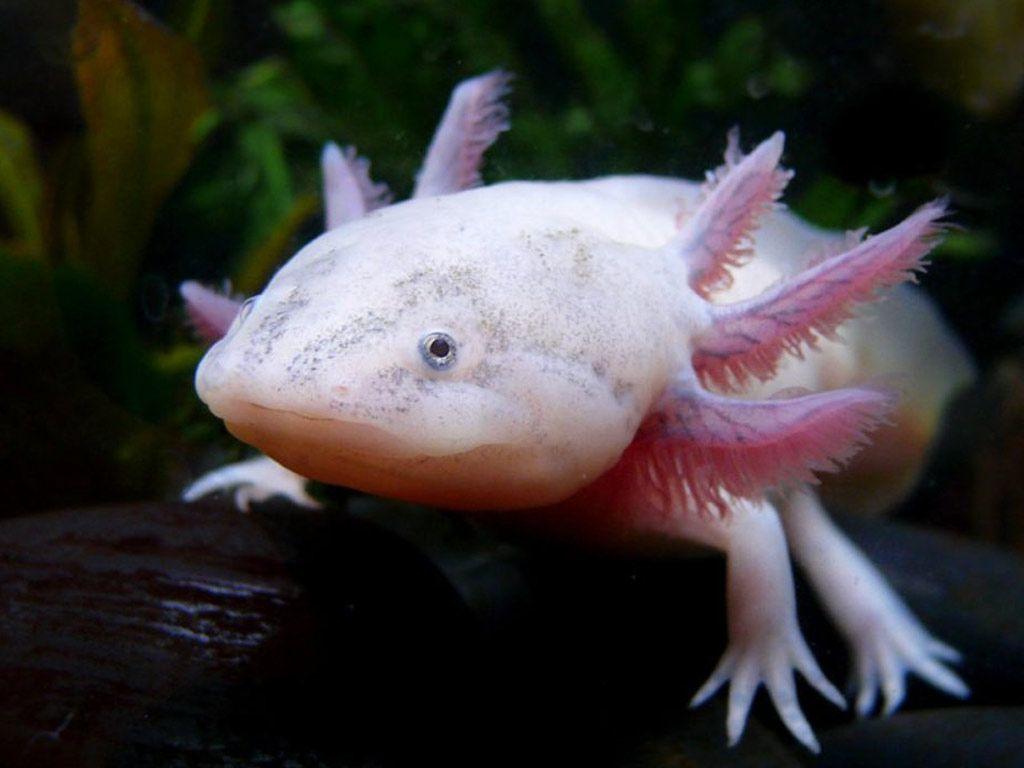 Android Phones Wallpapers: Android Wallpapers Axolotl