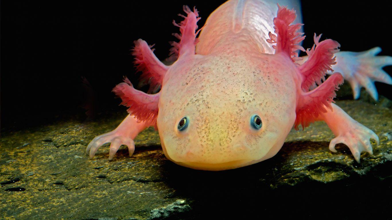 Axolotl Wallpapers Wallpaper Cave