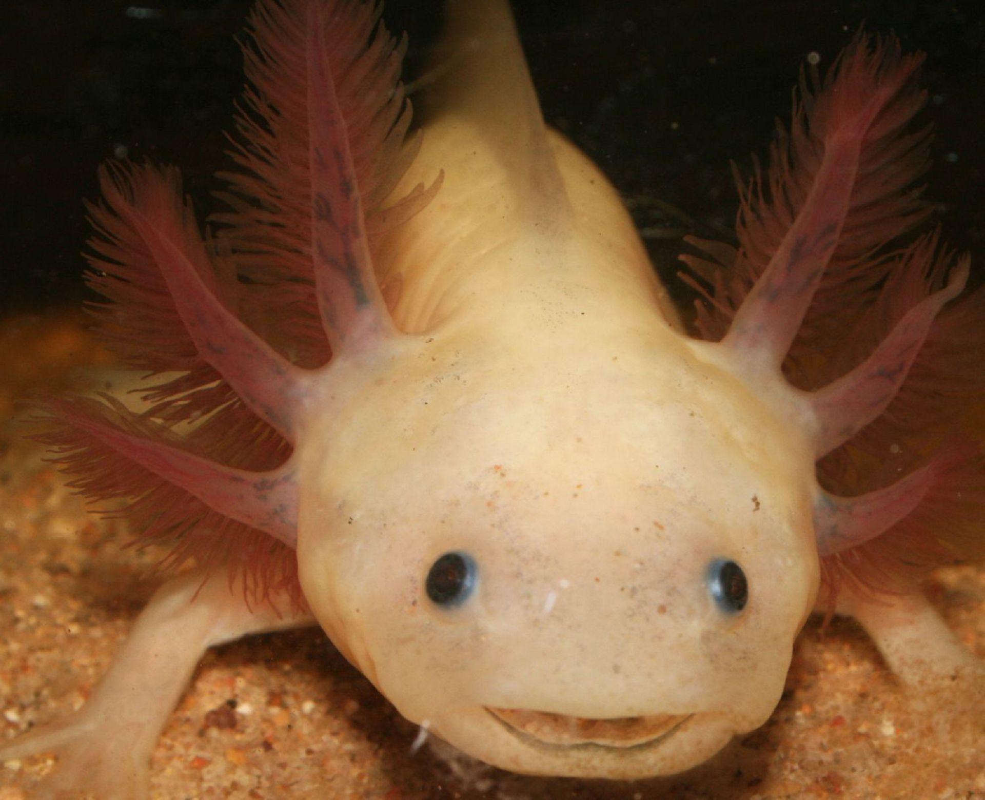 Axolotl Wallpapers Wallpaper Cave