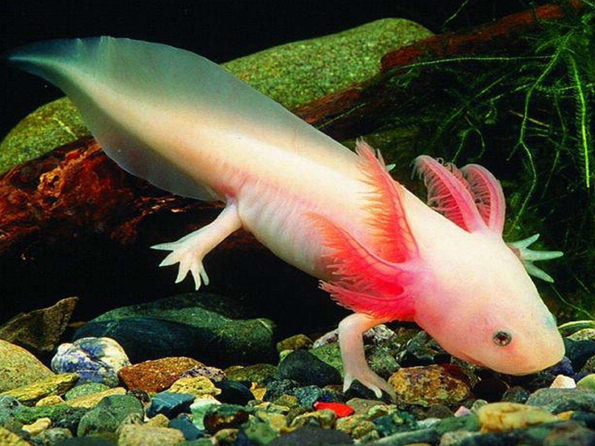 Axolotl Mexican Walking Fish, Wallpaper13.com