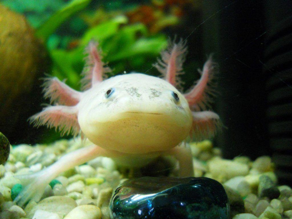 Axolotl Wallpaper Background