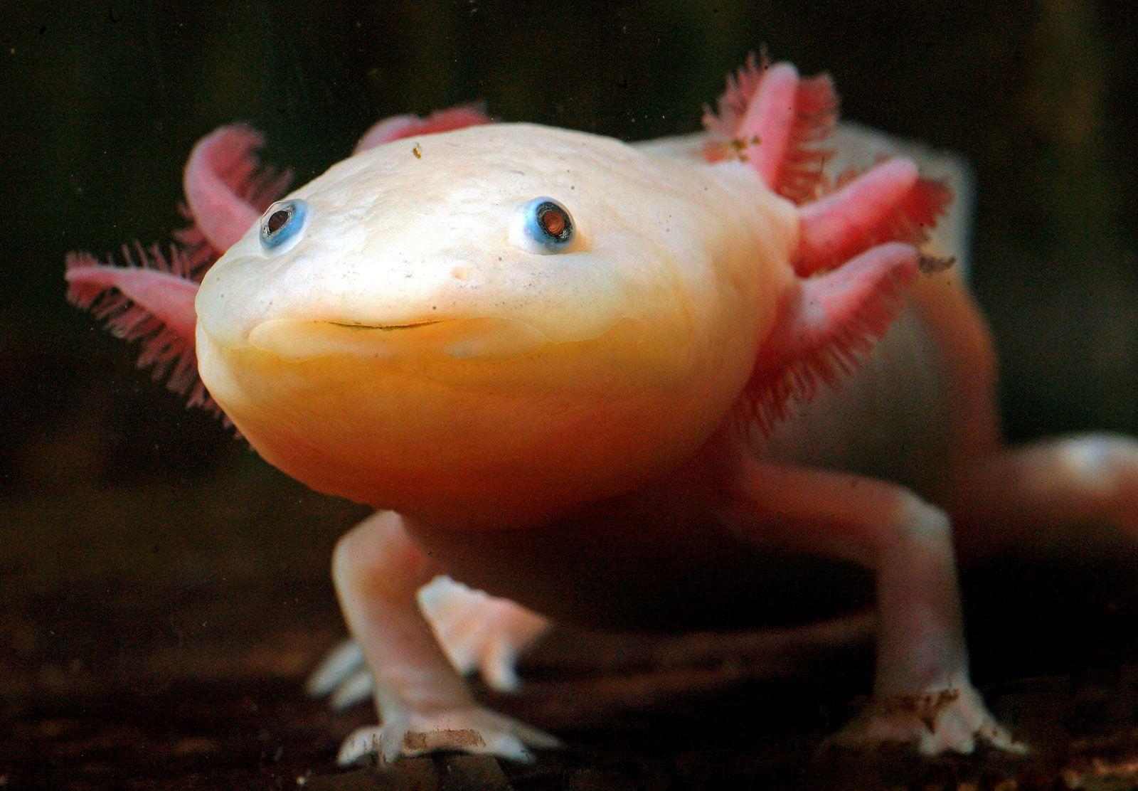The axolotl, a fully aquatic salamander that spends its whole life