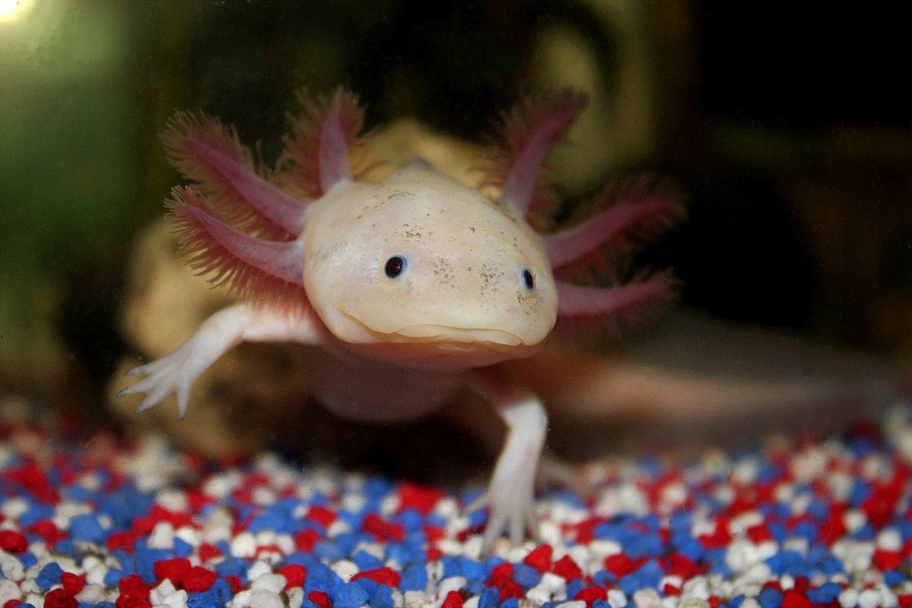 Axolotl Wallpapers - Wallpaper Cave