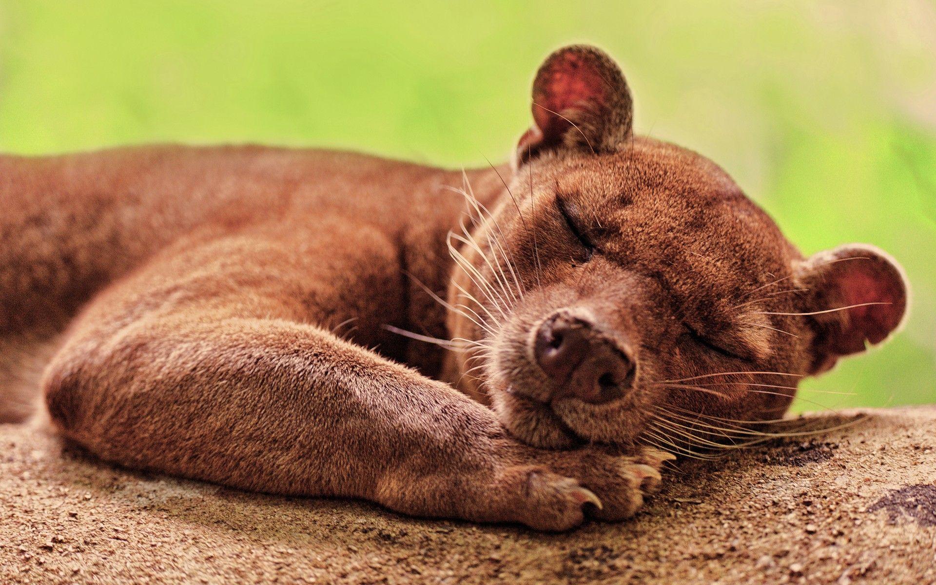 Fossa HD Wallpaper and Background Image