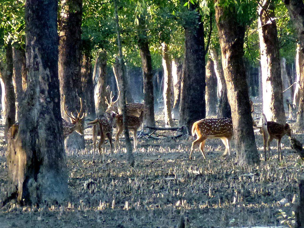Mangrove Forest Katka Sundarban National Park Bangladesh