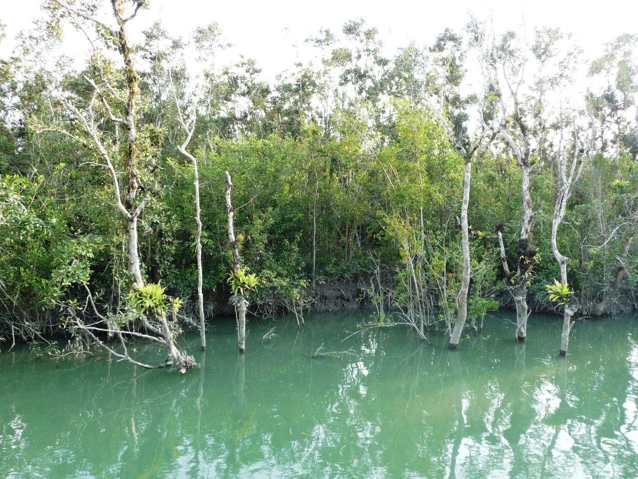 Sundarbans National Park Park in Asia