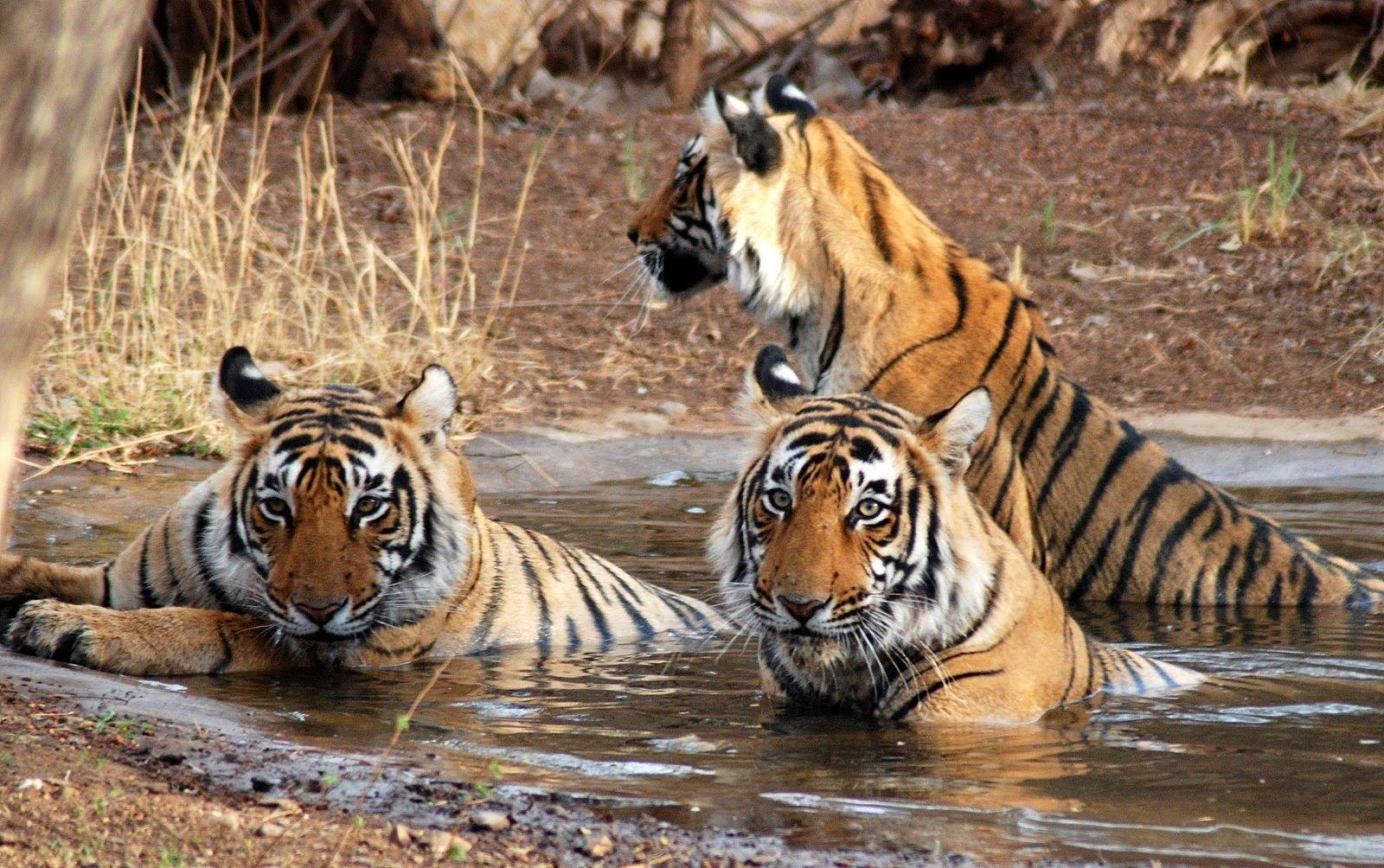 Sundarbans Bangladesh Awesome Natural HD Image Wallpaper Picture Photo Shot