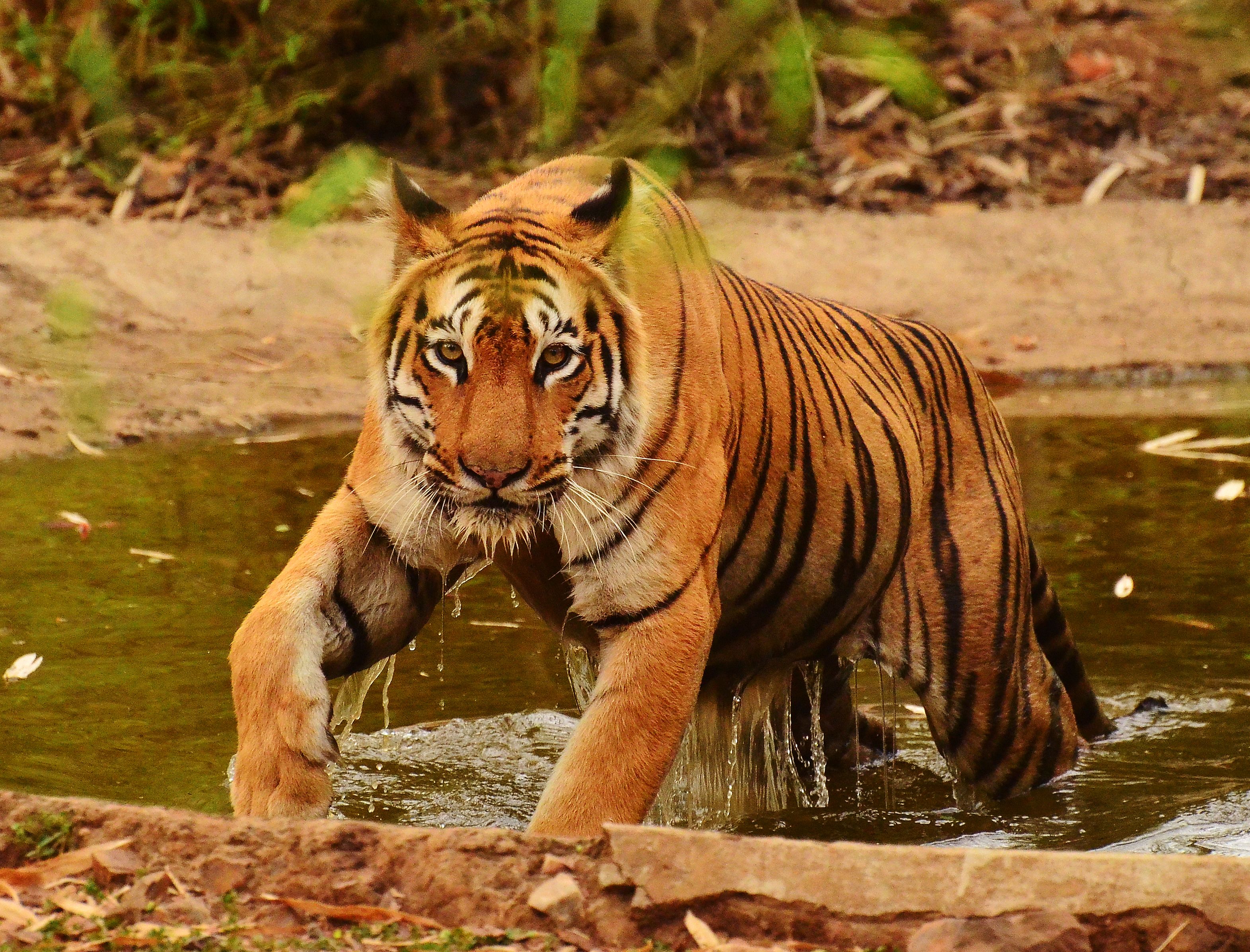 Sundarbans National Park Park in Asia