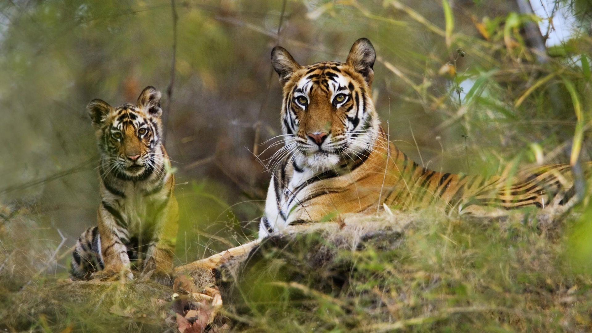 All India Tiger Census to be Taken Up in January