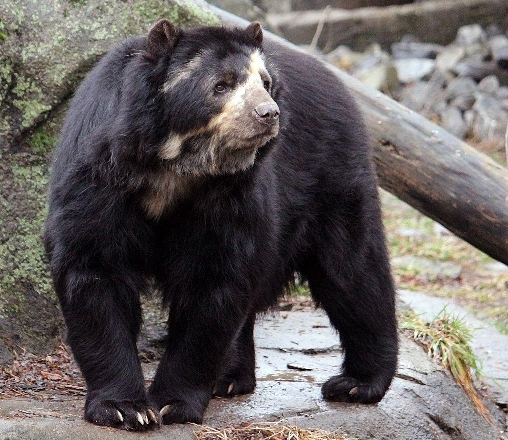 Spectacled Bear ornatus