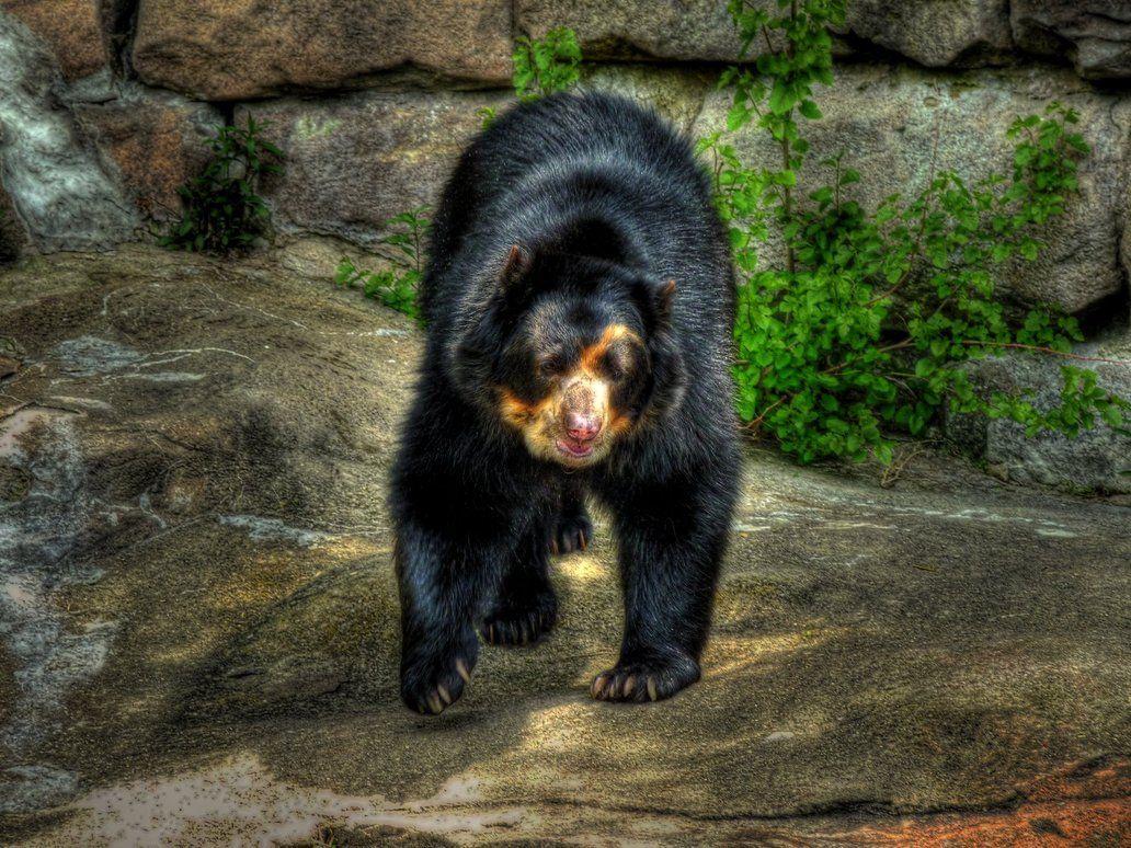 Spectacled Bear