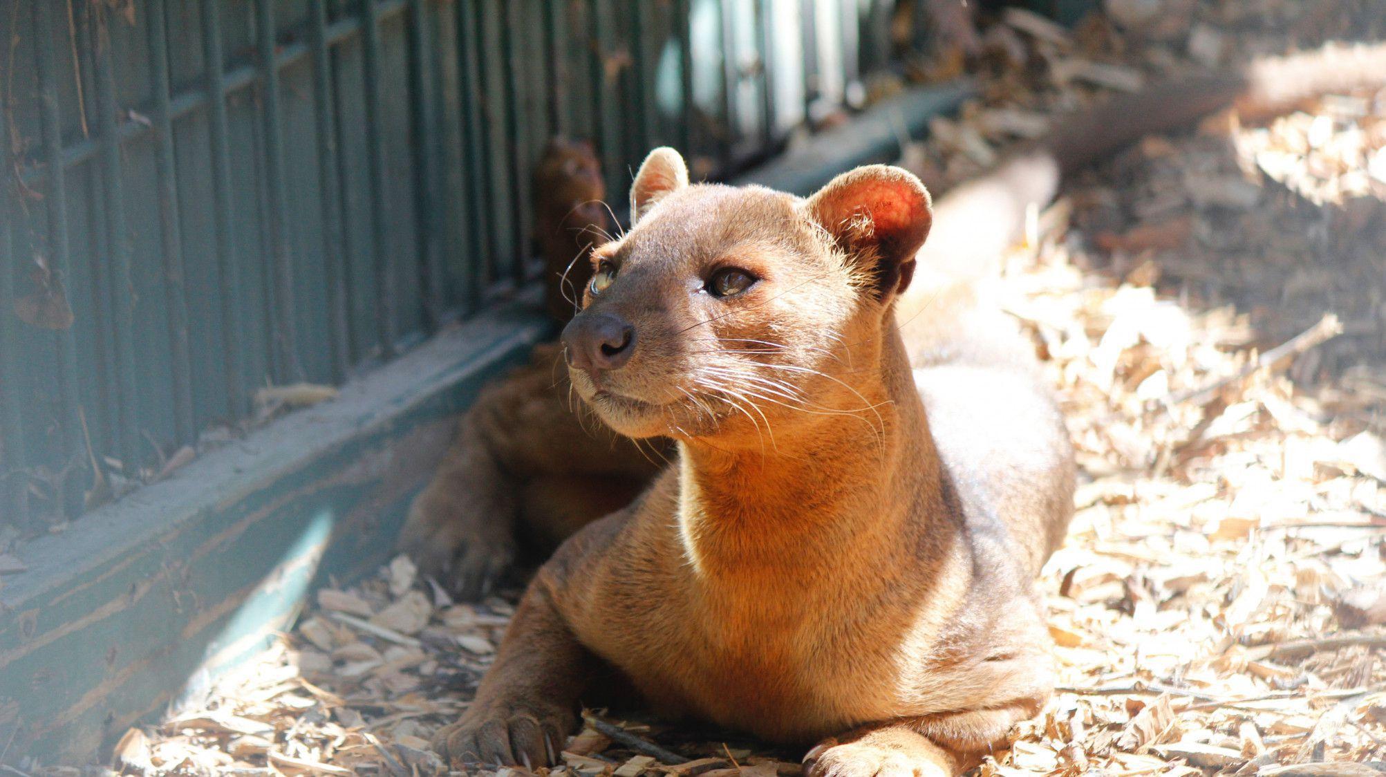 Fossa Wallpapers - Wallpaper Cave