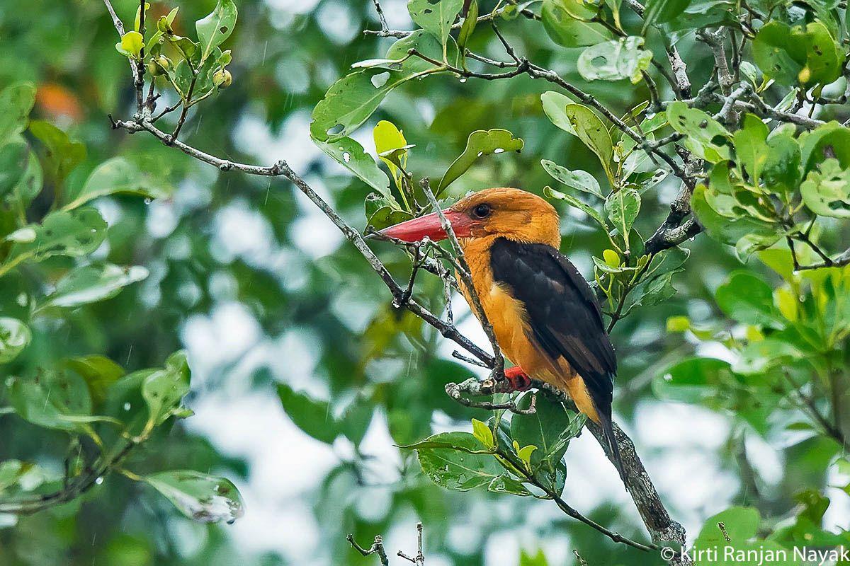 Sundarban National Park & Wildlife