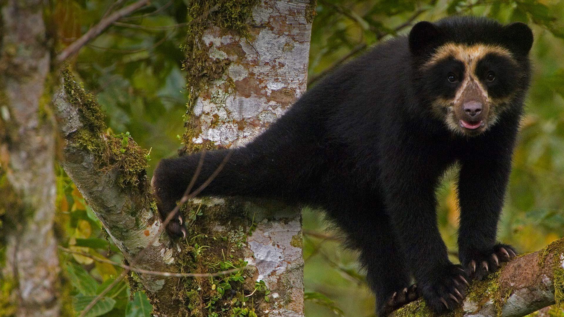 A spectacled bear cub in Maquipucuna Cloud Forest Reserve, Ecuador