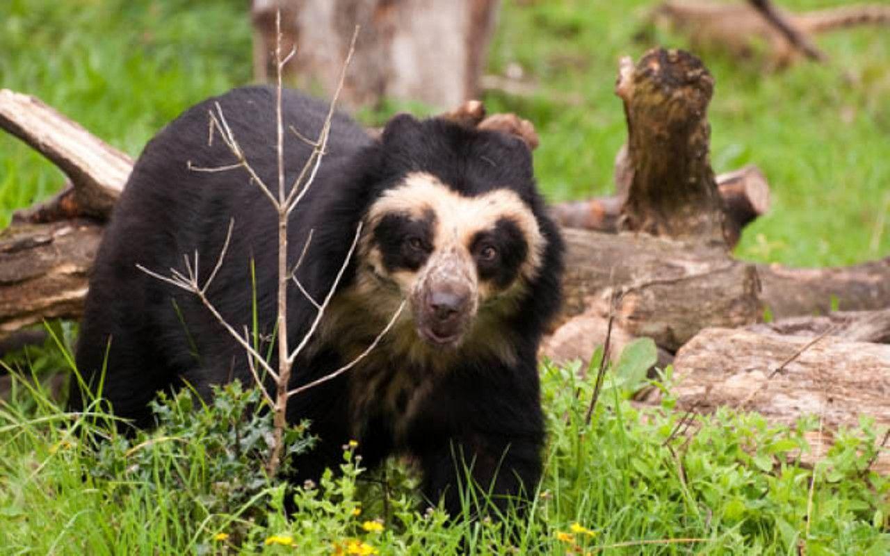 Standing for the spectacled bear. Environment. Pique Newsmagazine