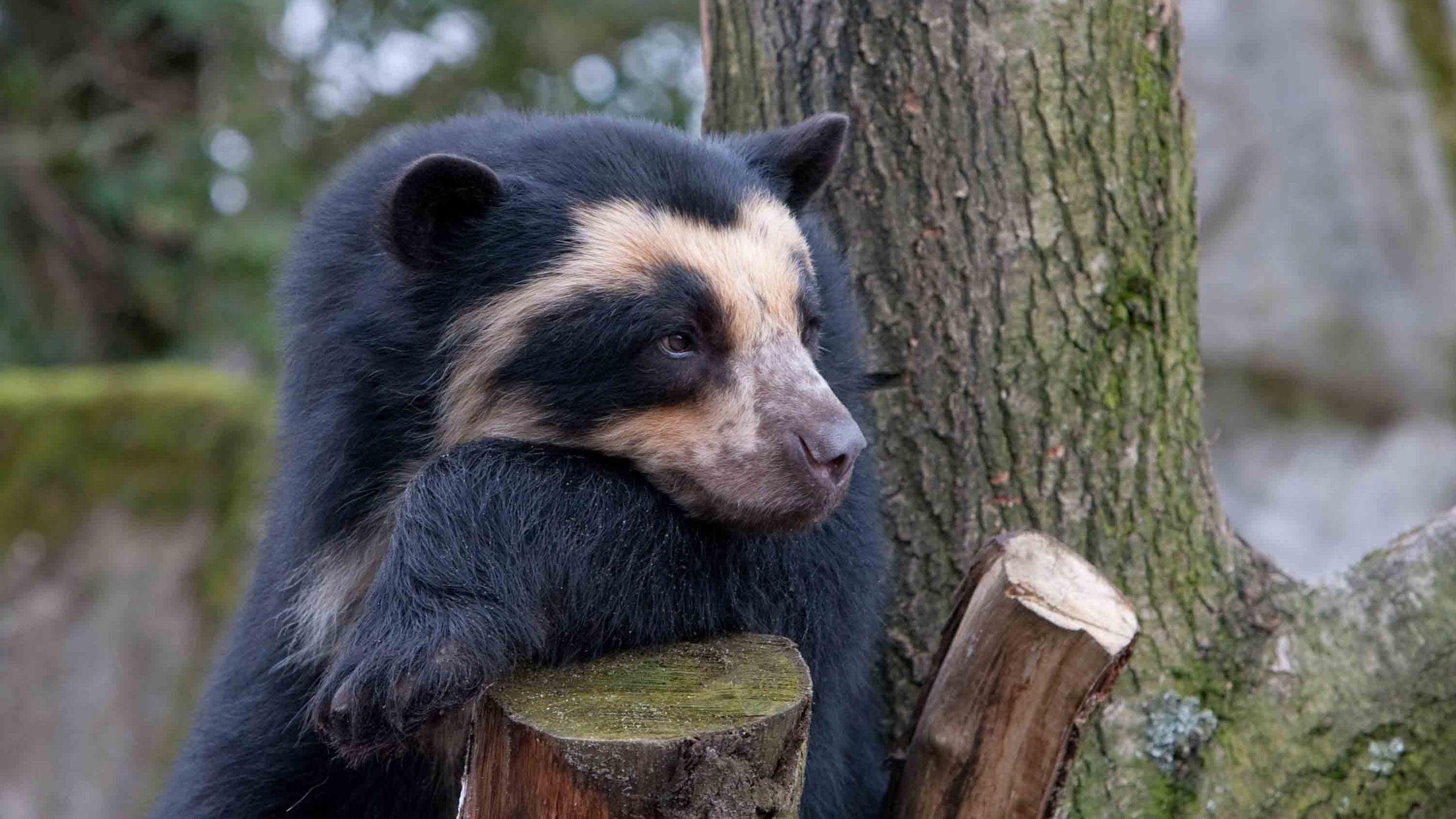 Download Wallpaper 2560x1440 Spectacled bear, Bear, Sadness, Wood