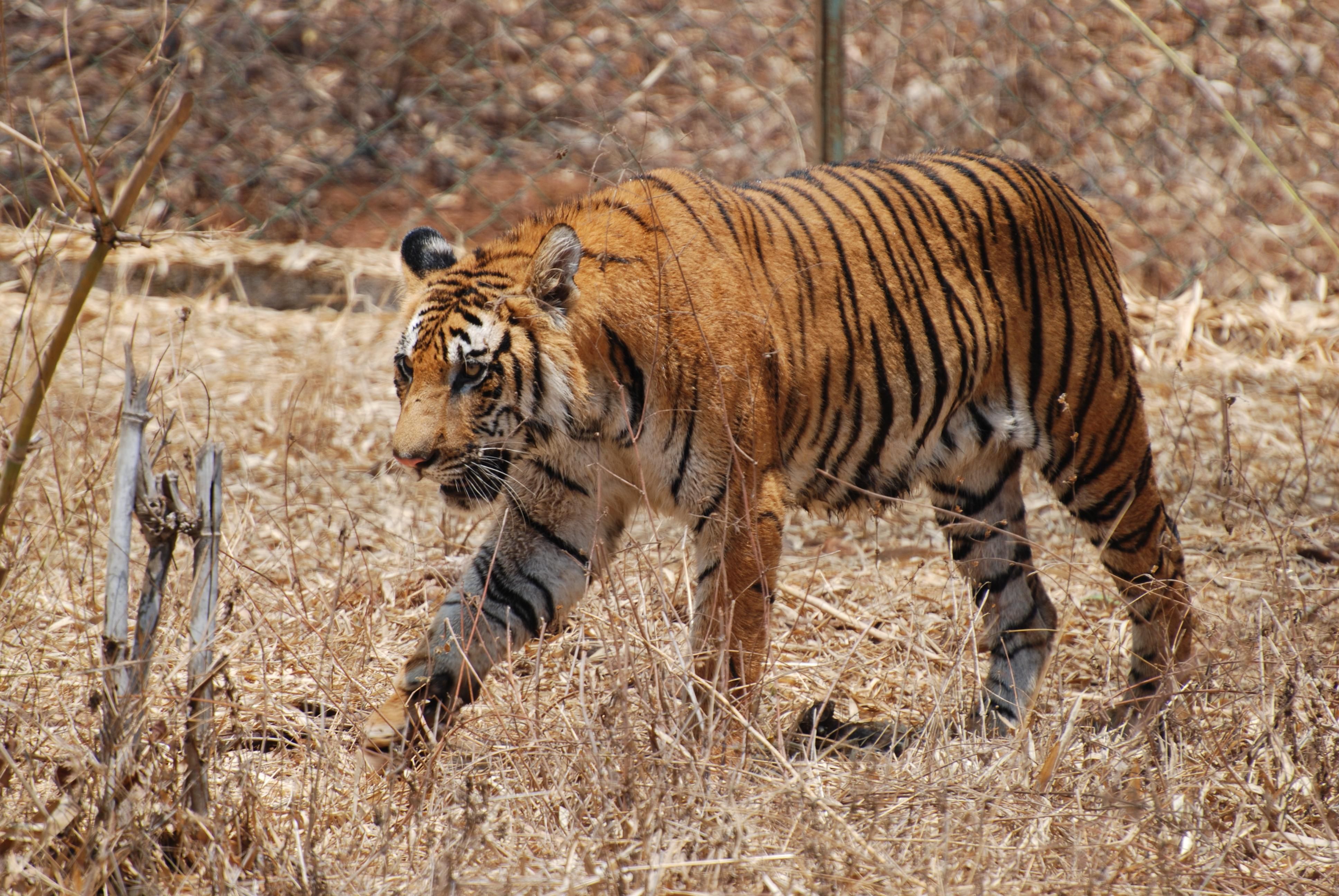Background HD Bengal Tiger Wallpaper 5801