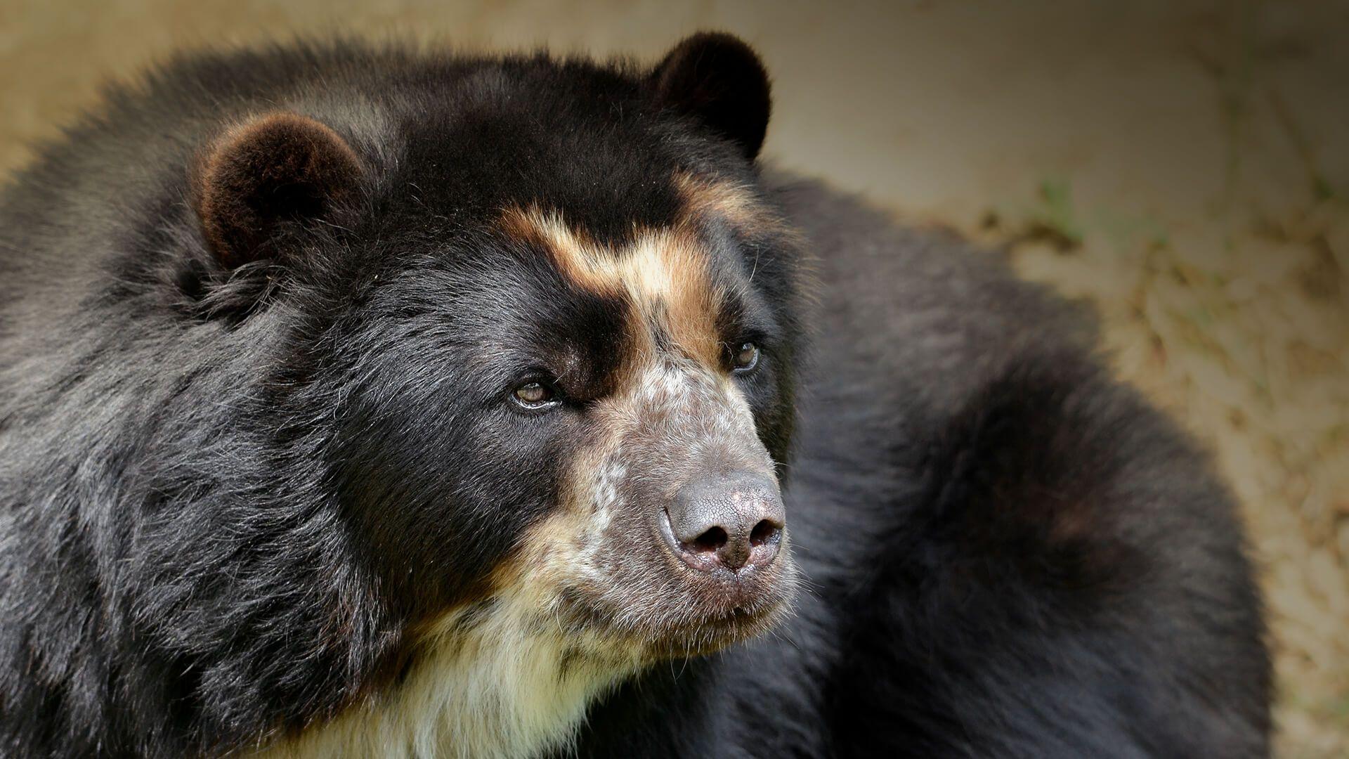 Andean (Spectacled) Bear. San Diego Zoo Animals & Plants