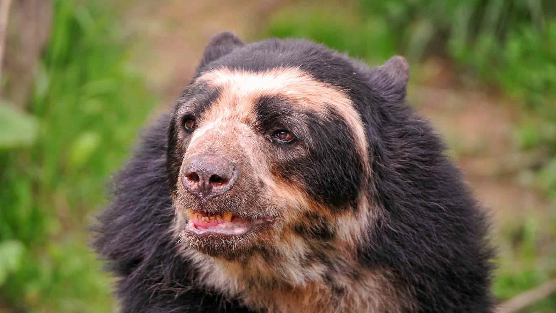 Download Wallpaper 1920x1080 Bear, Cool, Face, Eyes Full HD 1080p HD