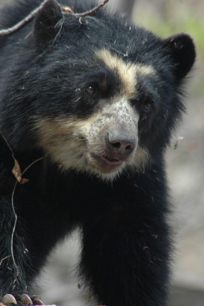 Spectacled Bear Wallpapers - Wallpaper Cave