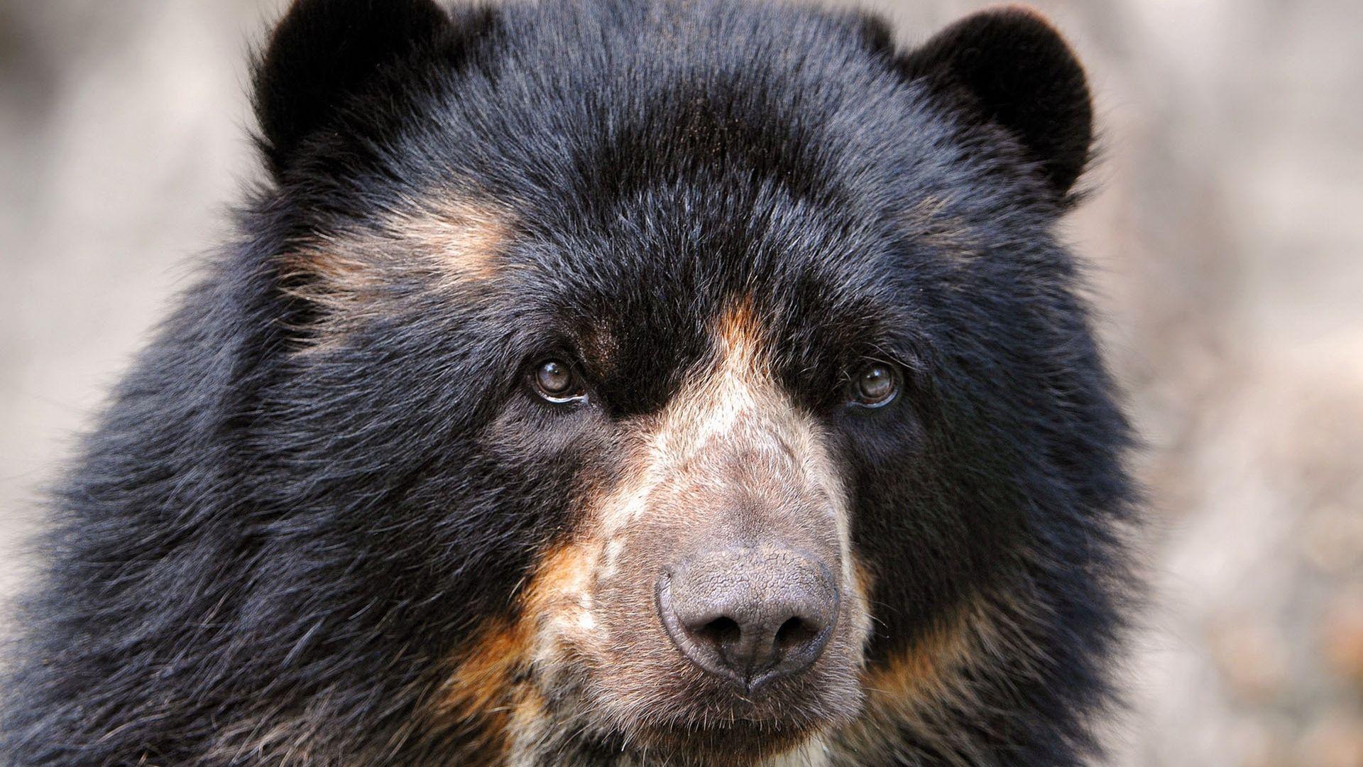 Download wallpaper 1920x1080 spectacled bear, eyes, nose, hair full