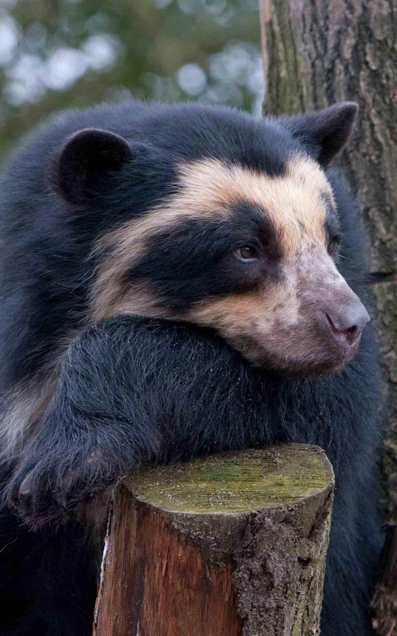 Download Wallpaper 800x1280 Spectacled bear, Bear, Sadness, Wood
