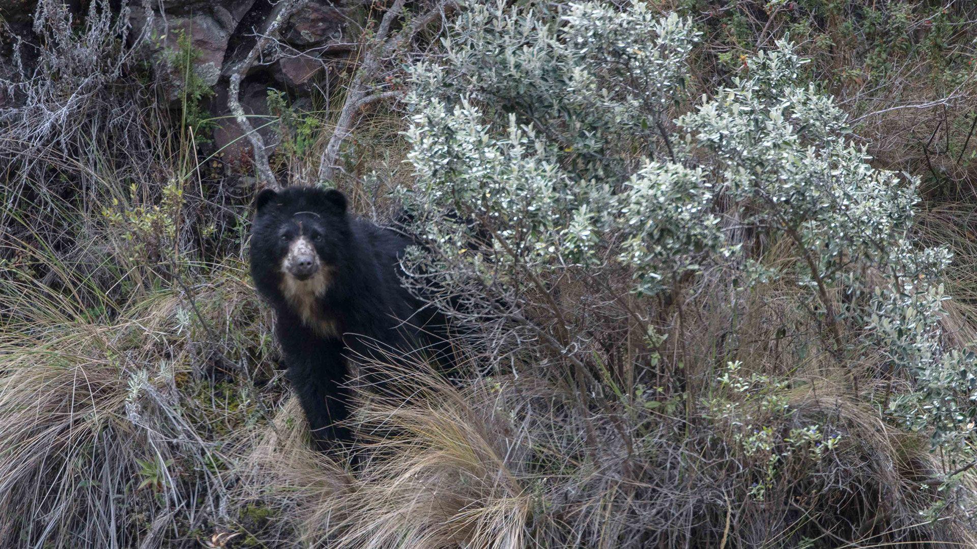 Spectacled Bear Antisanilla Reserve Nature Trekinng Birding Ecuador