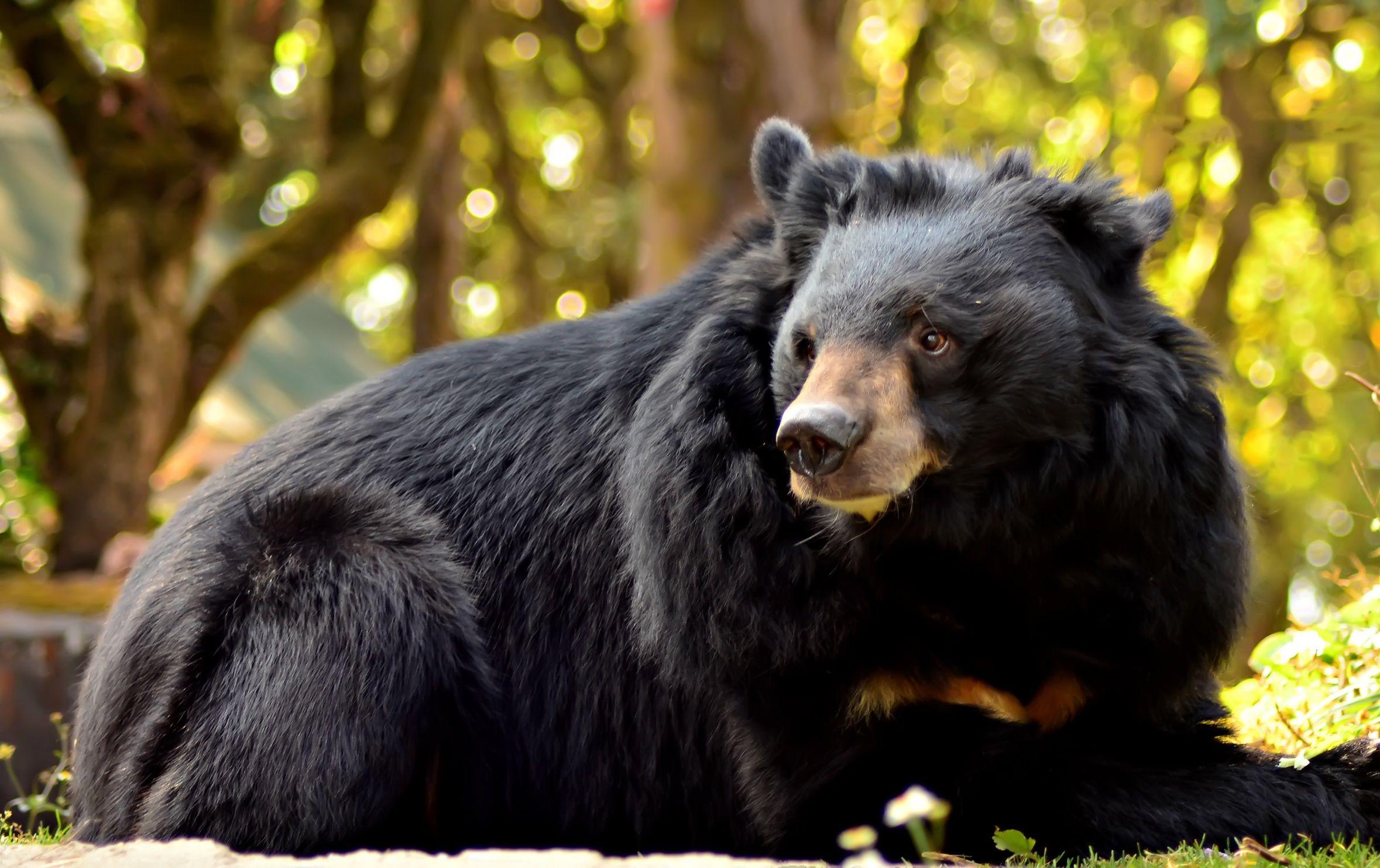 Asian black bear Photo HD Wallpaper